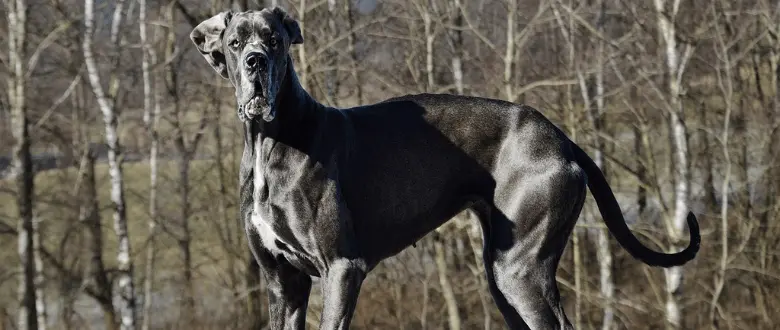 Deutsche dogge_FCI Gruppe 2