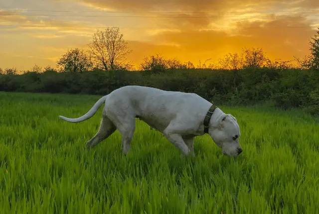 Dogo Argentino Profil