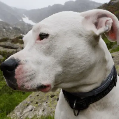 Dogo Argentino