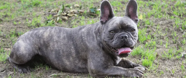 Französische Bulldogge_FCI Gruppe 9
