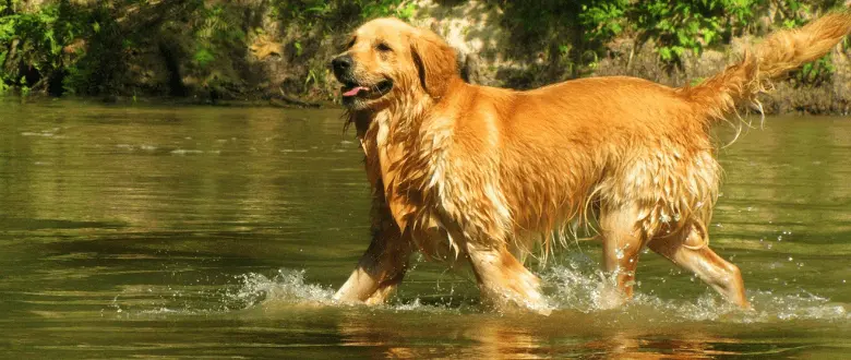 Golden Retriever_FCI Gruppe 8