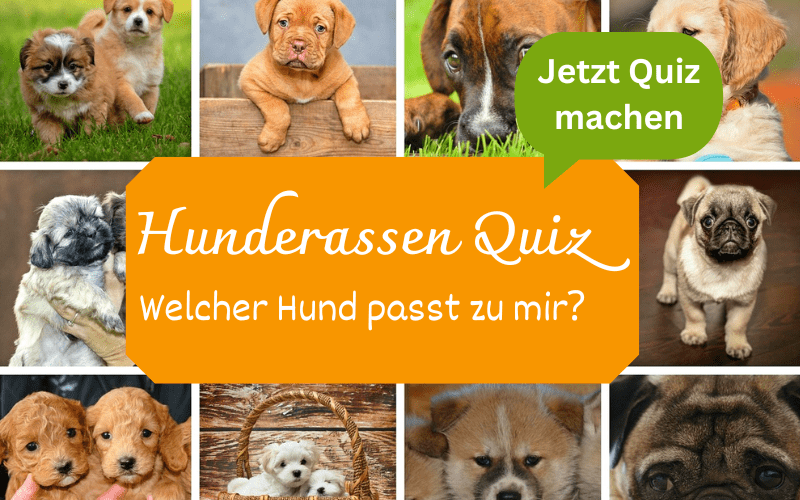 Hunderassen-Quiz