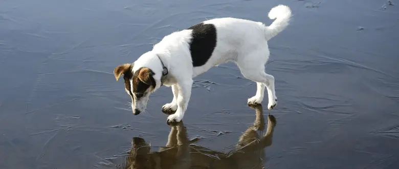 Jack Russel Terrier_FCI Gruppe 3