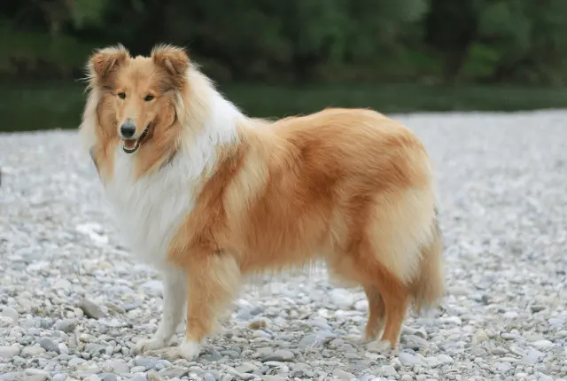 Langhaar Collie