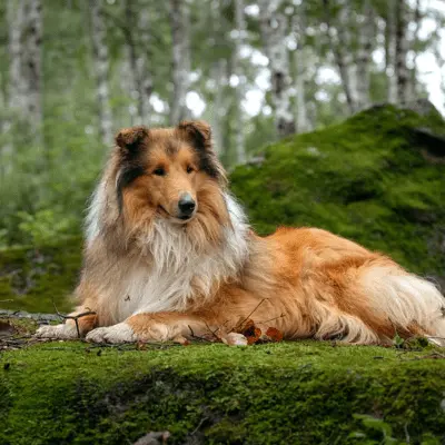 Langhaar Collie