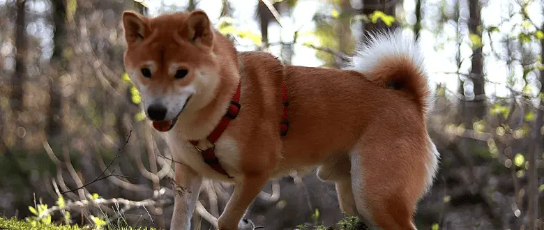 Shiba Inu_FCI Gruppe 5