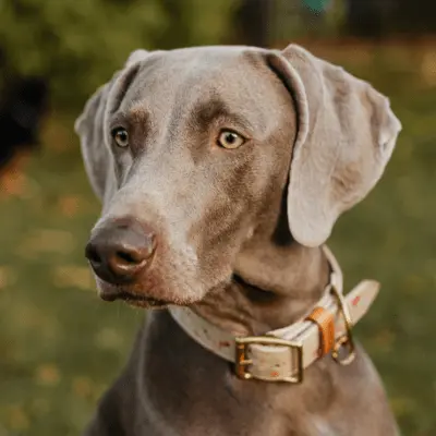Weimaraner Profil