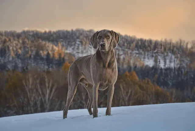 Weimaraner
