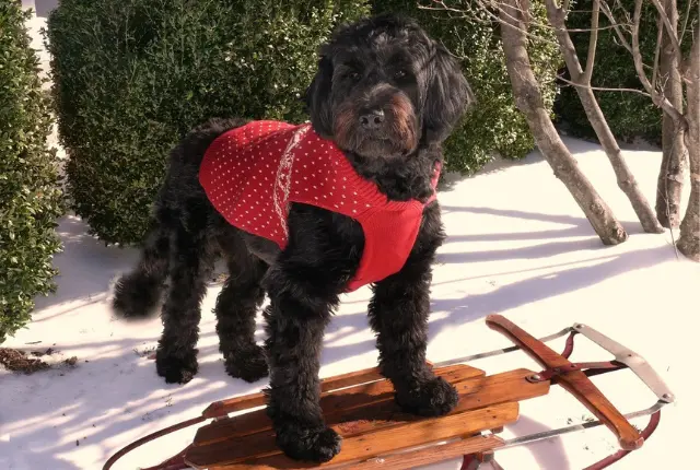 portugiesischer wasserhund