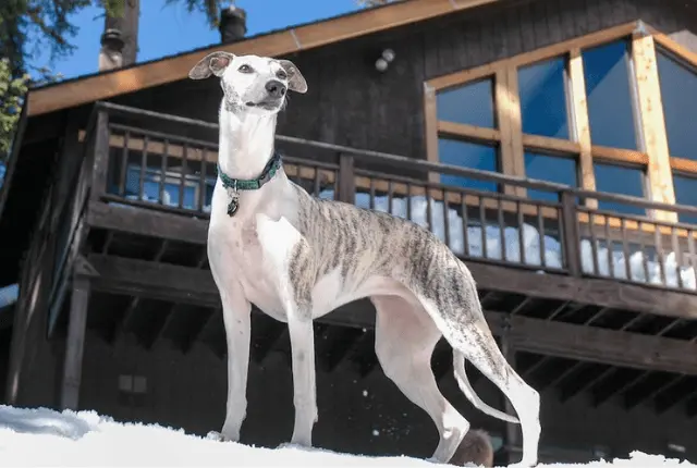 Whippet