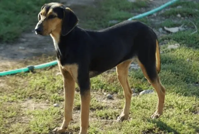 Griechische Bracke Profil