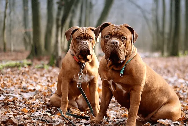 Bordeauxdogge