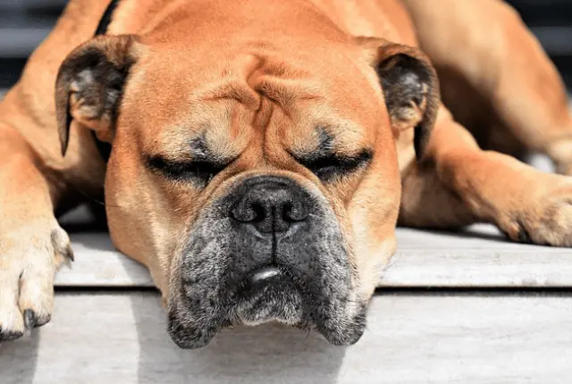 Continental Bulldog