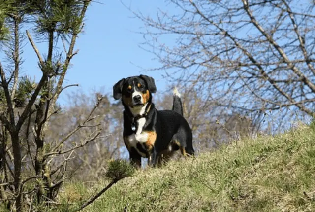 Entlebucher Sennenhund