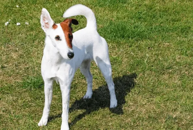 Glatthaar-Foxterrier