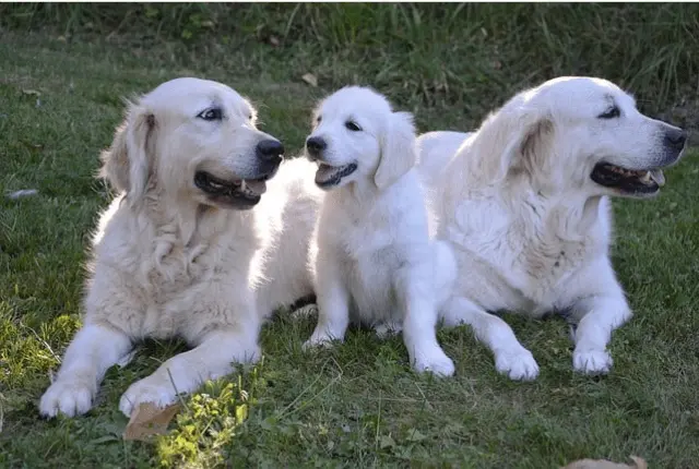 Golden Retriever