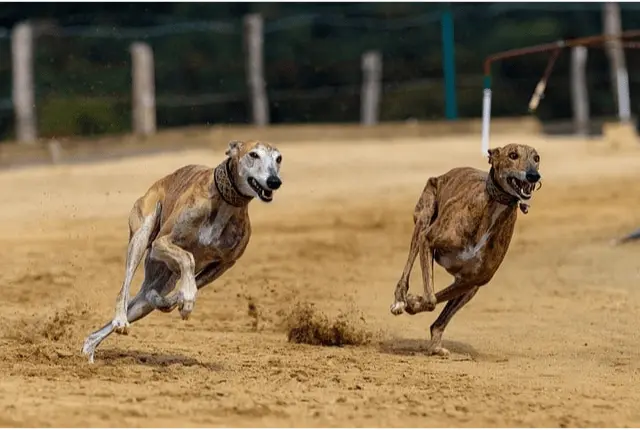 Greyhound