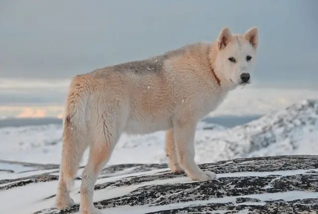 Grönlandhund