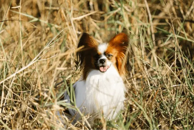 Kontinentaler Zwergspaniel