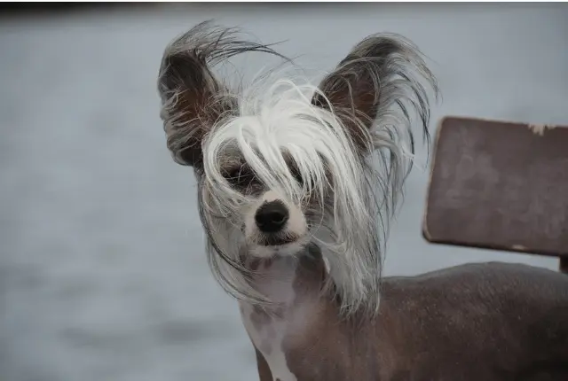 chinesischer schopfhund