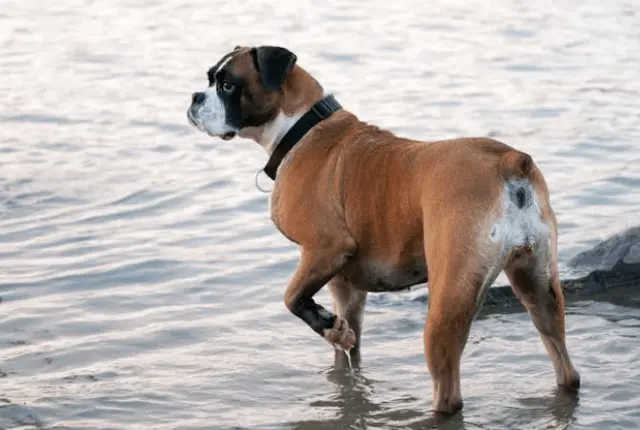 deutscher boxer