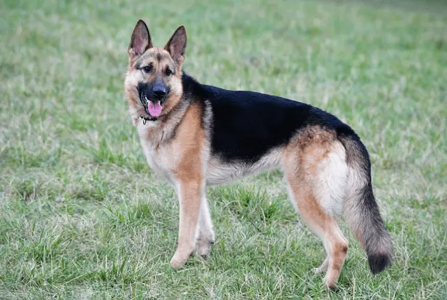 deutscher schäferhund