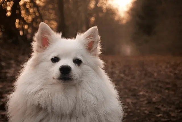 deutscher spitz