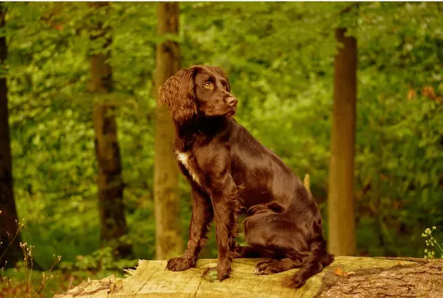 deutscher wachtelhund