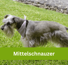 mittelschnauzer