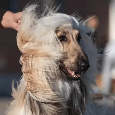 Afghanischer Windhund Profil