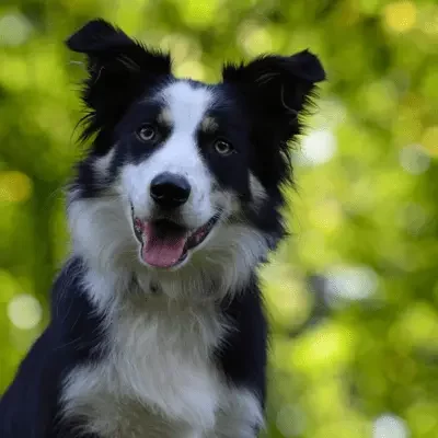 Border Collie Profil Border Collie Profil