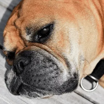 Continental Bulldog Continental Bulldog