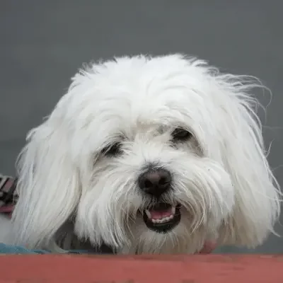 Coton de Tuléar Coton de Tuléar