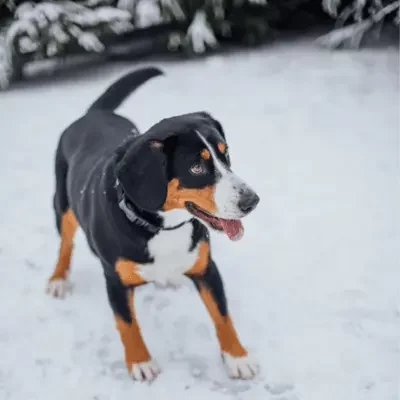 Entlebucher Sennenhund Entlebucher Sennenhund
