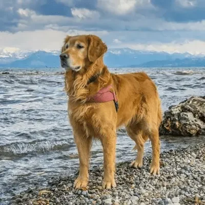 Golden Retriever Golden Retriever