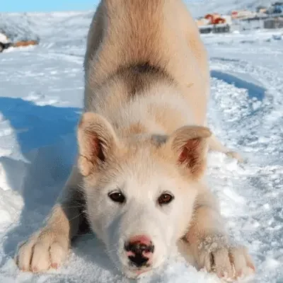 Grönlandhund Grönlandhund