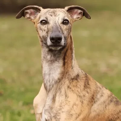 Whippet Profil Whippet
