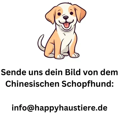 chinesischer schopfhund chinesischer schopfhund