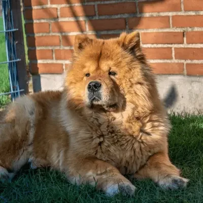 chow chow