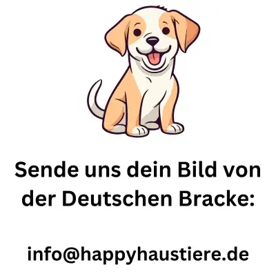 deutsche bracke deutsche bracke