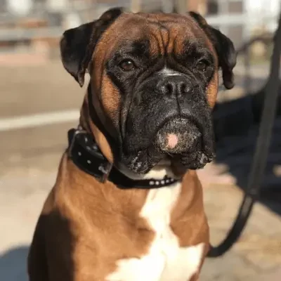 deutscher boxer deutscher boxer