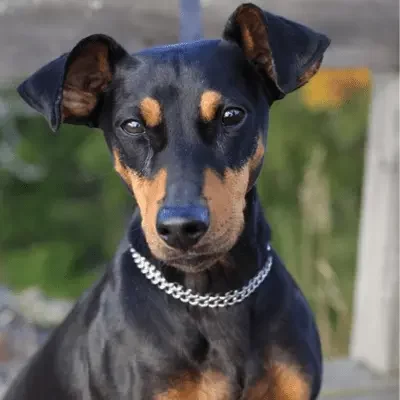 deutscher pinscher deutscher pinscher