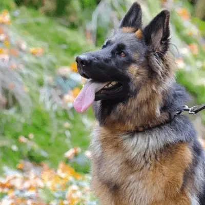 deutscher schäferhund
