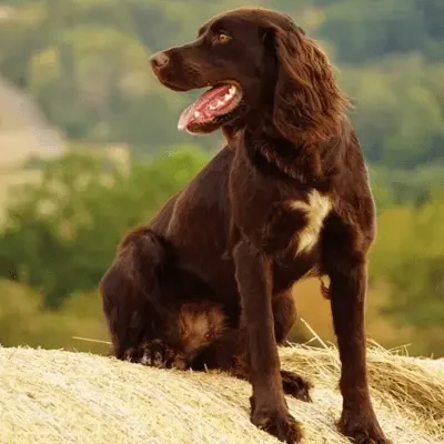 deutscher wachtelhund deutscher wachtelhund
