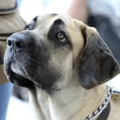 fila brasileiro fila brasileiro